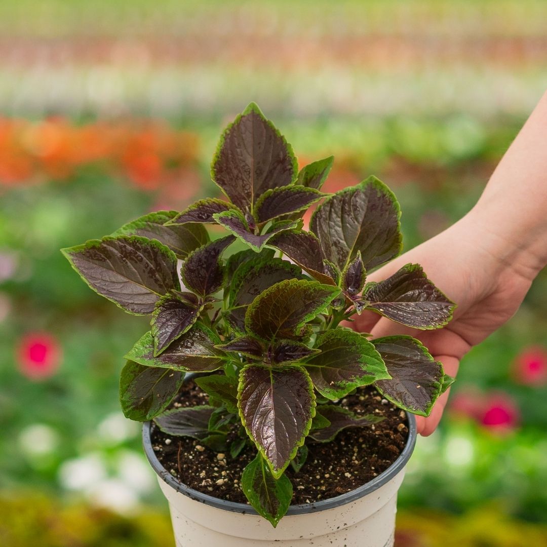 Coleus – Vino – 6.5″ Pot